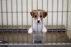 puppy in cage