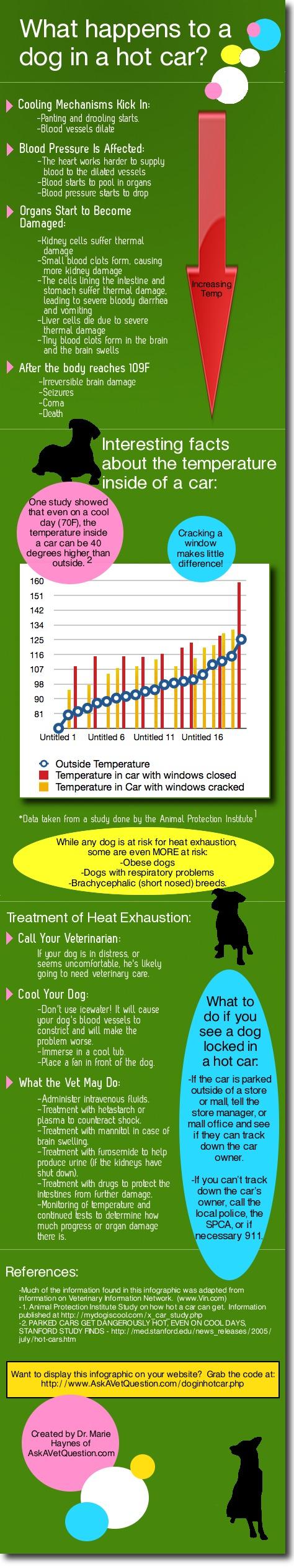 infographic about the effects of leaving a dog in a hot car