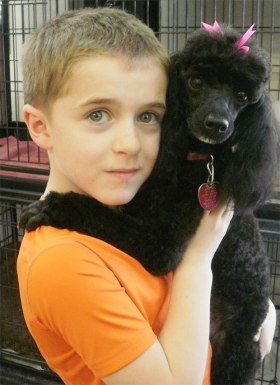 Abby the black toy poodle being held by her boy.