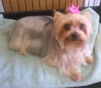Teeka the Yorkie with a pink bow on her head.