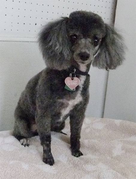 Sugarfoot the gray miniature poodle sitting on the grooming table