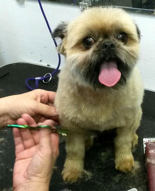 Izzy the Brussels Griffon getting trimmed
