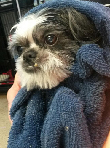 Oreo a shi tsu wrapped up in towel after bath