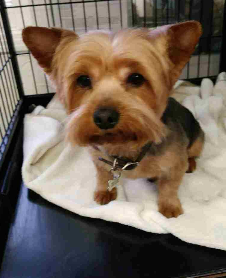 Winston the Yorkie after clip